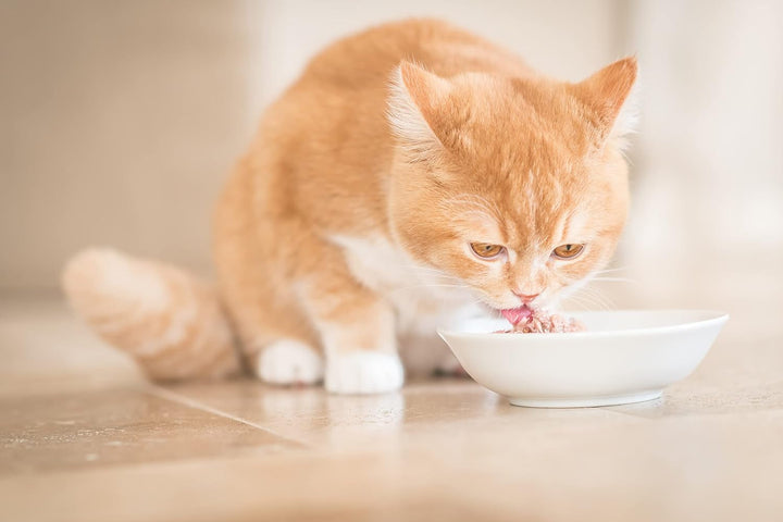 Cat in Broth - Hrană umedă pentru pisici cu ton, file de pui și doradă în propriul bulion de gătit, compatibilitate ridicată, Multipack în cutii (6 X 70 G)