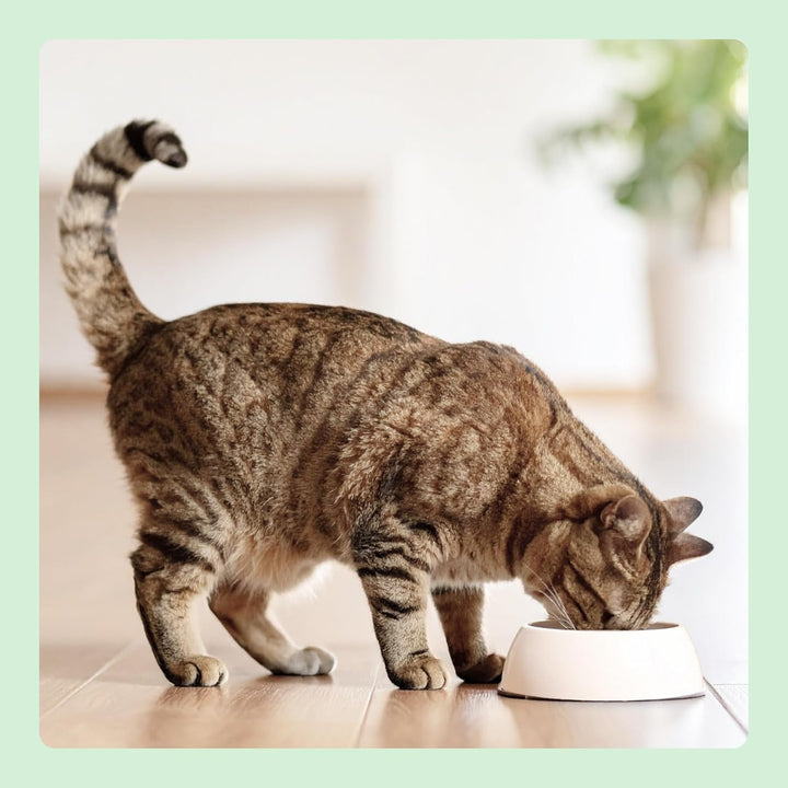 By Amazon hrană pentru pisici, umedă, fără cereale, conservă, bucăți de pui în jeleu, 12 X 405 G