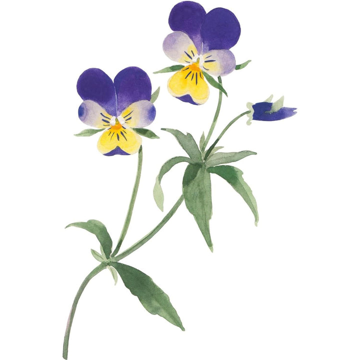 WELEDA Bio Skin, Cremă pentru îngrijirea pielii foarte uscate, 75 ml Duș și baie Naty Shop