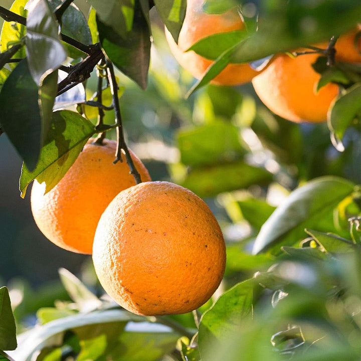 WELEDA Bio Kids 2-in-1 Șampon si Gel de duș, portocală, potrivit pentru copiii cu vârsta de la trei ani (1 x 150 ml) Mama si Copilul Naty Shop